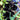 Iris chrysographes Black Form - Marginal Pond Plants - MPD100