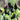 Iris chrysographes Black Form - Marginal Pond Plants - MPD100