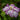 Iris ensata 'Dinner Plate Tiramisu' - Marginal Pond Plants - BP116