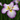 Iris ensata 'Dinner Plate Tiramisu' - Marginal Pond Plants - BP116