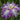 Iris ensata 'Dinner Plate Tiramisu' - Marginal Pond Plants - BP116