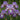 Iris ensata 'Dinner Plate Tiramisu' - Marginal Pond Plants - BP116