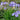 Iris ensata 'Edens Paintbrush' - Marginal Pond Plants - BP117
