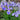 Iris ensata 'Edens Paintbrush' - Marginal Pond Plants - BP117