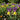 Iris ensata 'Picasso' Bulb
