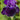 Iris Germanica 'Bishop Robe'