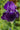Iris Germanica 'Bishop Robe'