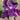 Iris Germanica 'Eleanor Roosevelt'