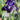 Iris Germanica 'Exotic Star'