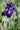 Iris Germanica 'Exotic Star'