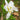 Iris Germanica 'Florentina'