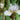 Iris Germanica 'I'Ll Be Back'