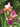 Iris Germanica 'Indian Chief'