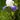 Iris Germanica 'Mission Ridge'