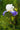 Iris Germanica 'Mission Ridge'