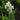 Iris Germanica 'White Knight'