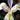 Iris hollandica 'Carmen' Bulb