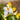 Iris hollandica 'Symphony' Bulb