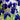 Iris Kaempferi 'Dark Blue' - BP114 Packs