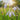 Iris laevigata 'Mottled Blue' - Marginal Pond Plants - BP066