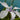 Iris Laevigata Snowdrift - Packs