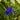 Iris laevigata 'blue' - MP048 Packs