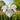 Iris louisiana 'Her Highness' - Marginal Pond Plants - MPA129