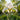 Iris louisiana 'Her Highness' - Marginal Pond Plants - MPA129