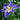 Iris Louisiana 'Marie Gallais' - Packs