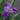 Iris 'Louisiana Pegaletta'