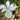 Iris 'Louisiana Her Highness'