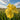 Iris louisiana 'Laura Louise' - Marginal Pond Plants - MP129