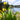 Iris Pseudacorus - Packs