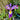 Iris pseudacorus 'Holden's Child' - Marginal Pond Plants - MP057A