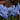 Iris reticulata 'Alida' Bulb
