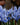 Iris reticulata 'Alida' Bulb