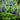 Iris reticulata 'Blue Note' Bulb