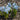 Iris reticulata 'Blue Planet' Bulb