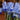 Iris reticulata 'Clairette' Bulb