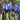 Iris reticulata 'Harmony' Bulb