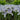 Iris reticulata 'Painted Lady' Bulb
