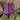 Iris reticulata 'Pauline' Bulb