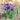 Iris reticulata 'Pixie' Bulb