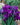 Iris reticulata 'Purple Hill' Bulb