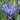 Iris reticulata 'Rhapsody' Bulb