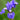 Iris Sibirica 'Blue King'