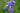 Iris Sibirica 'Blue King'