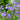Iris sibirica 'Blue' (Siberian flag) - MP326 Packs