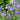 Iris Sibirica Blue
