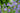 Iris Sibirica Blue